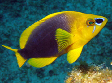 HYPOPLECTRUS GUTTAVARIUS